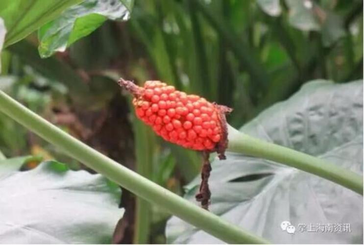 五贝子是什么植物(五贝子什么功效）