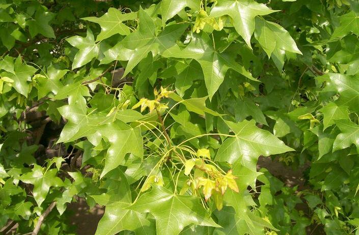五角枫开花吗开花什么样子(五角枫什么时候发芽)