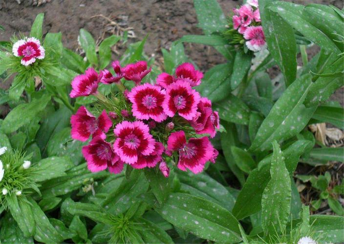 五彩石竹什么时候开花开花时间是几月(五彩石竹几月播种几月开花）