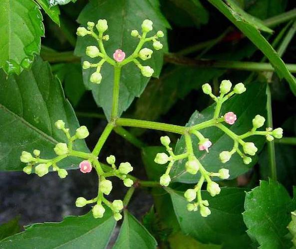 乌叶是什么树的叶子(什幺的树叶）