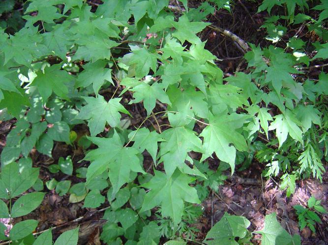 五角枫开花吗开花什么样子(五角枫什么时候发芽)