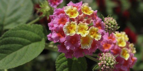 五色梅耐寒多少度(五色梅冬季）