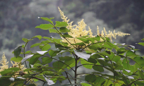 五倍子一年开几次花(五倍子开花时间）