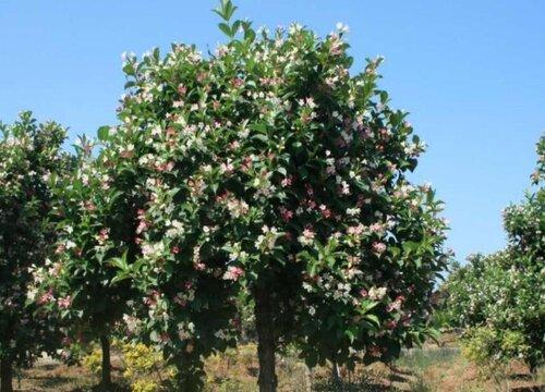 五彩锦耐寒吗(五叶地锦耐寒吗）