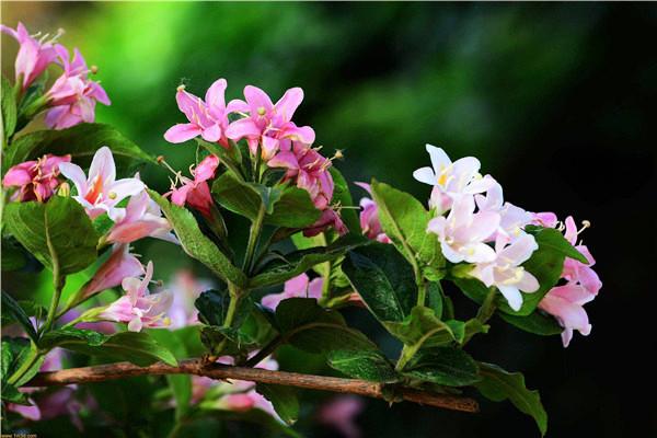 五彩锦带一年开几次花(五彩锦带开花香吗）