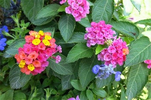 五色梅耐寒多少度(五色梅冬季）