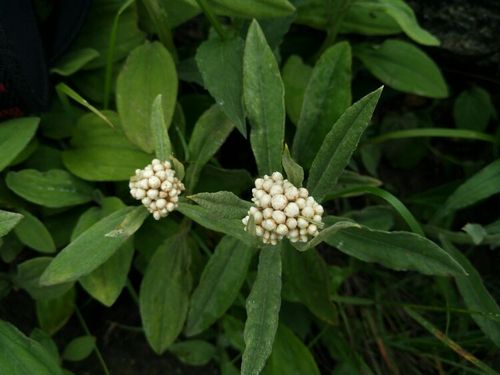 五花草是什么草(五花草图片)