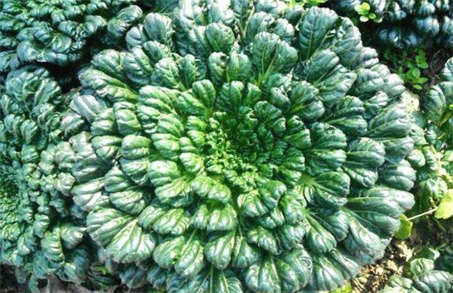 乌塌菜耐寒最低温度是多少(乌塌菜最低温度能过冬吗)(乌塌菜怕冷吗）