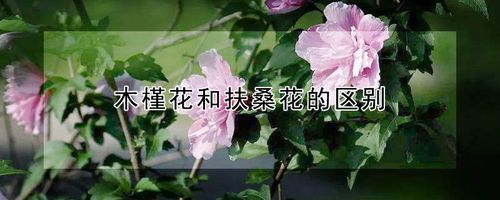 五倍子什么时候开花花期时间是几月(五倍子农历几月开花）
