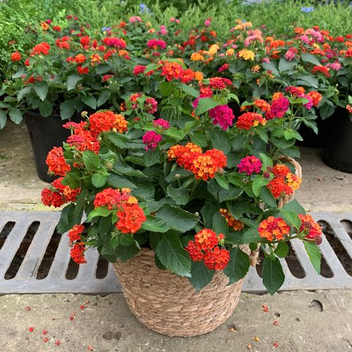 五色梅会结籽吗(五色梅结出的果实是什么)