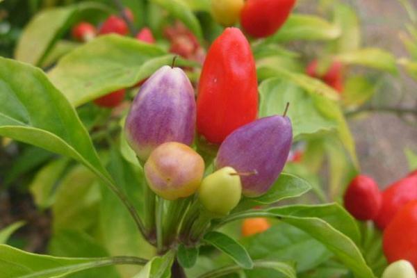 五彩椒是一年生还是多年生植物(五彩椒生长期）