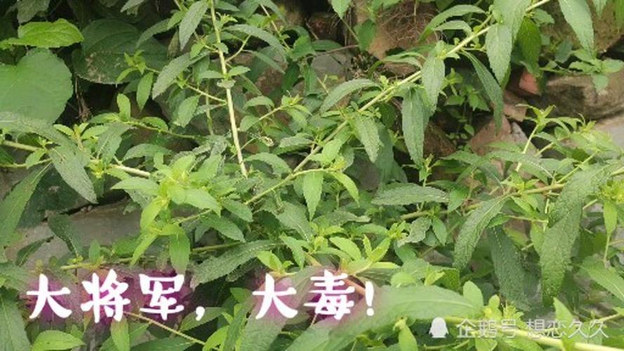 乌烟是什么植物(烟是什么植物的叶子）