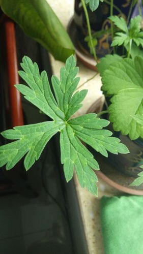 五花草是什么草(五花草图片)