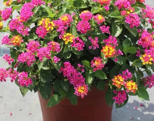 五色梅耐寒吗(冬季五色梅怎么样)