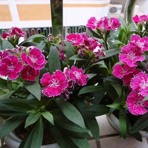 五彩石竹花期是什么时候(五彩石竹什么时候发芽）