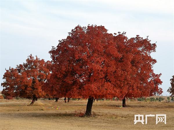五角枫冬天会冻死吗(五角枫生长温度)