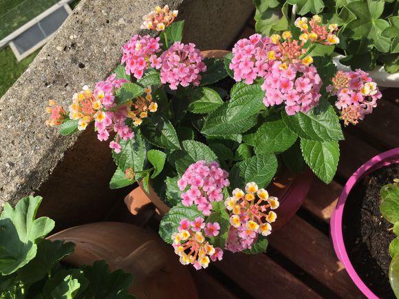 五色梅冬天掉叶子吗(五色梅叶子发黑脱落)