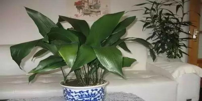 乌烟是什么植物(烟是什么植物的叶子）