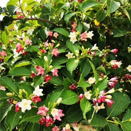 五彩锦带一年开几次花(五彩锦带开花香吗）