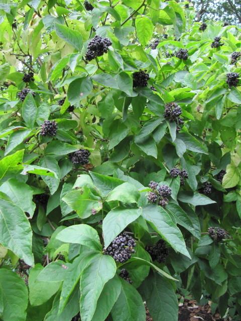 五加科植物有哪些(五加科植物有哪些植物)