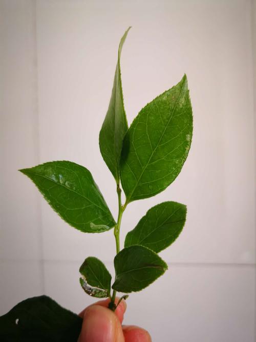 乌叶是什么树的叶子(什幺的树叶）