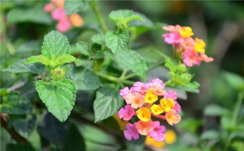 五色梅冬天掉叶子吗(五色梅叶子发黑脱落)