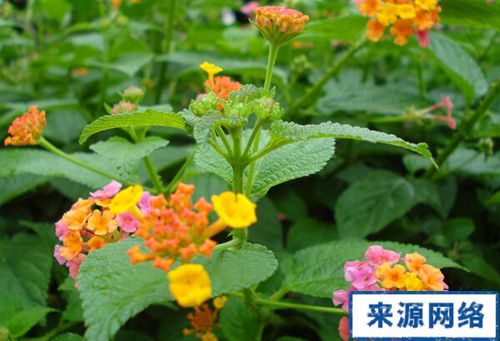 五色梅会结籽吗(五色梅结出的果实是什么)