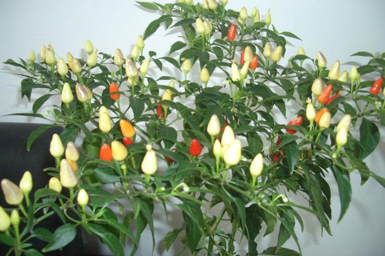 五彩椒是一年生还是多年生植物(五彩椒生长期）