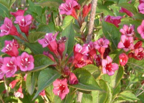 五彩锦耐寒吗(五叶地锦耐寒吗）