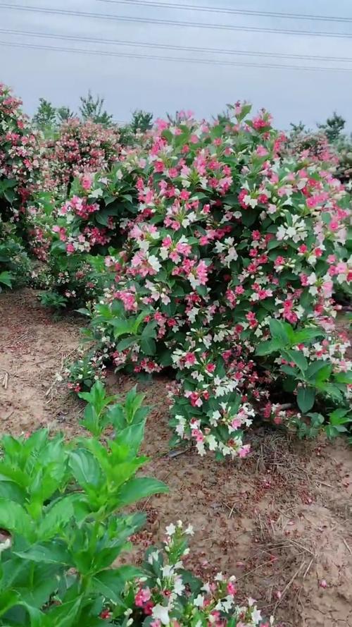 五彩锦带什么时候开花(五彩锦带刚开出的花是什么颜色）