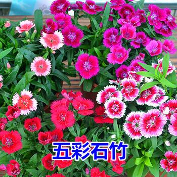 五彩石竹什么时候开花开花时间是几月(五彩石竹几月播种几月开花）