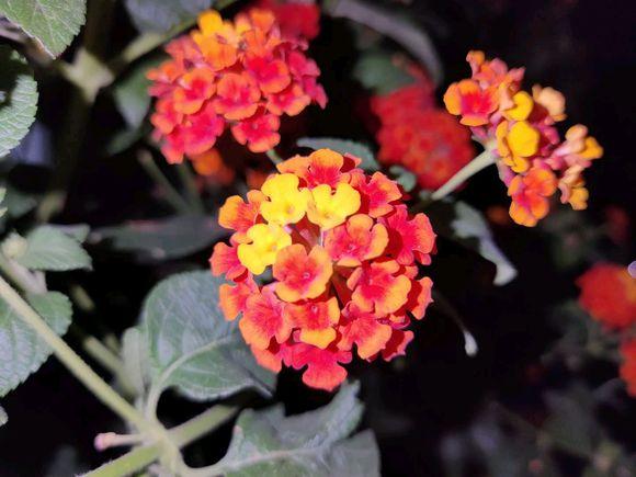 五色梅耐寒吗(冬季五色梅怎么样)