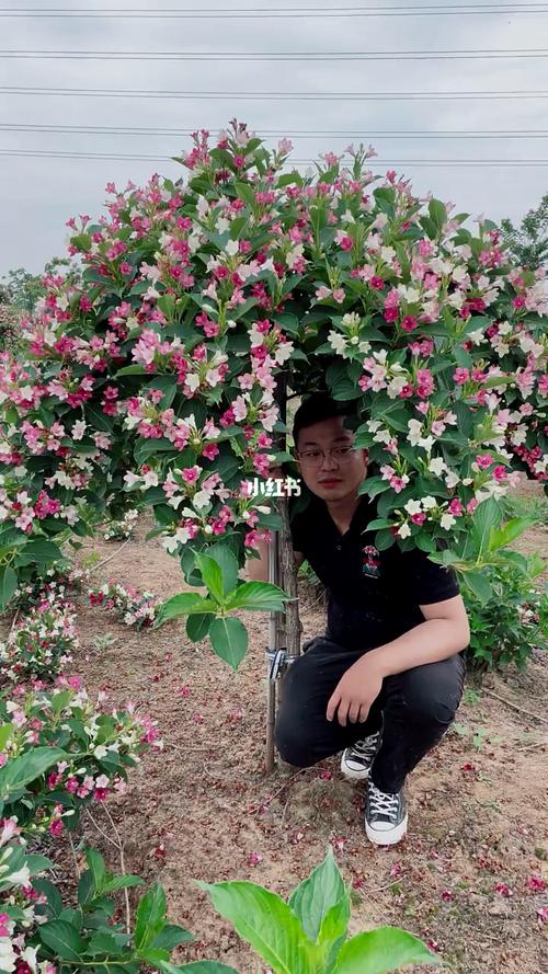 五彩锦带什么时候开花(五彩锦带刚开出的花是什么颜色）