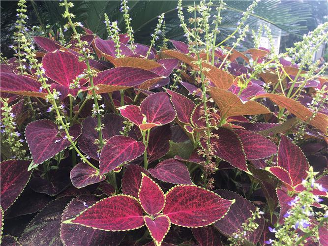 五彩苏开花吗在什么时候开花(紫苏开什么花）