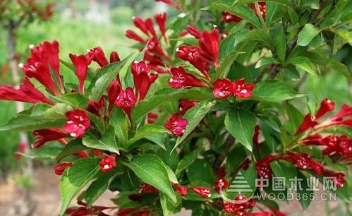 五彩锦带树冬天落叶吗(五彩锦带树怎么过冬)(五彩锦带树适合的温度）