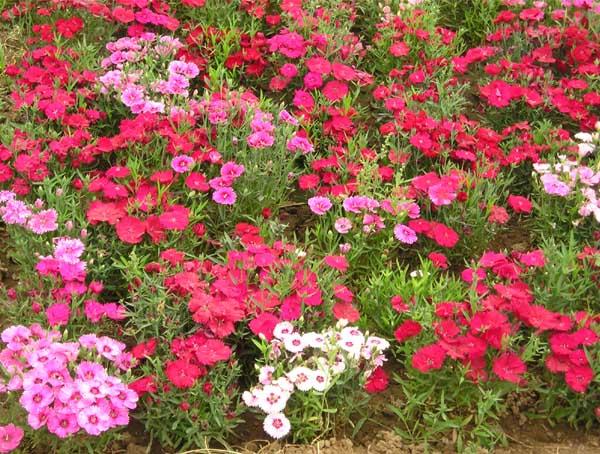 五彩石竹花期是什么时候(五彩石竹什么时候发芽）