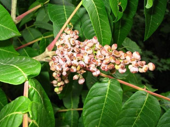 五倍子一年开几次花(五倍子开花时间）