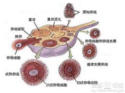 卵泡在哪边易生男孩(卵泡发育不好是不是就怀不了孕）