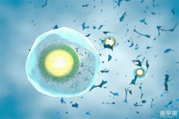 卵子质量差是基因问题吗(基因导致卵子质量差）