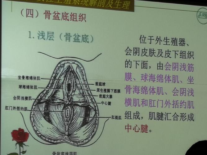 做b超监测排卵易怀孕吗(排卵后怀孕初细微感觉)
