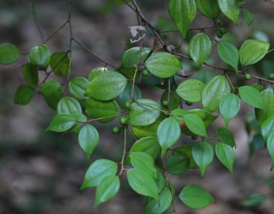 乌药哪里产的最好(乌药贵不贵）