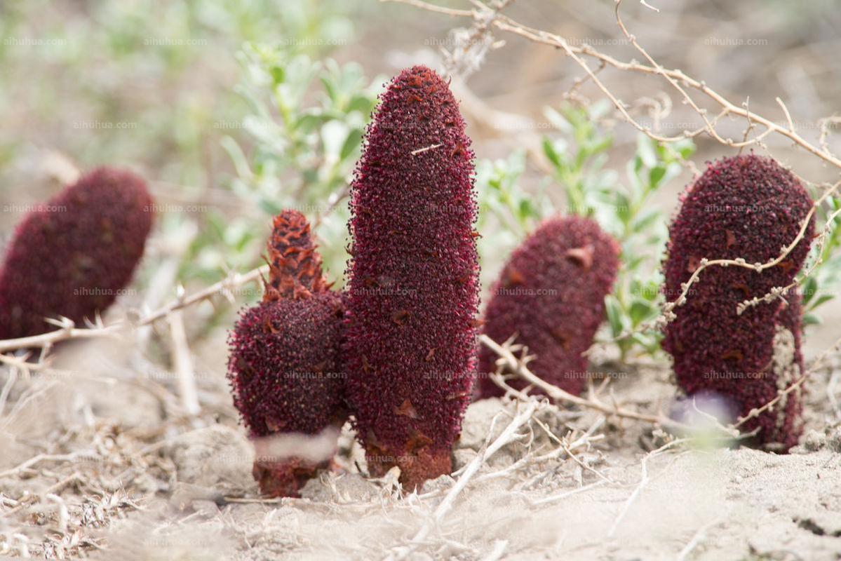 准备怀孕可以喝红茶吗(怀孕不小心喝了红茶）
