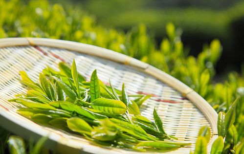 准备怀孕可以喝红茶吗(怀孕不小心喝了红茶）