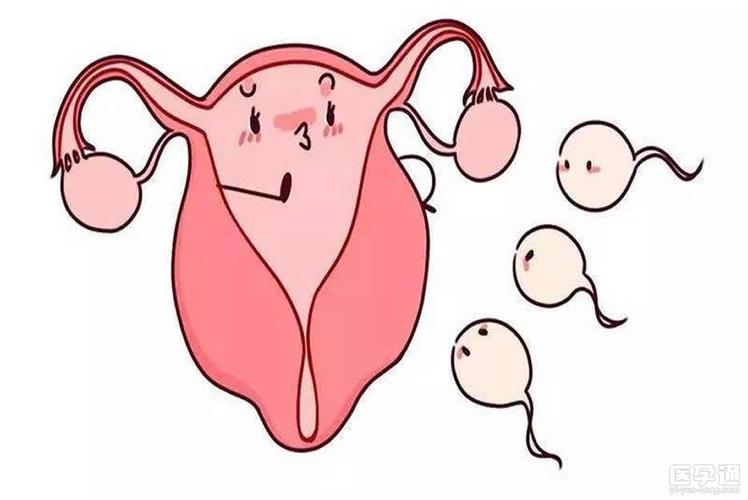 输卵管炎可以做试管吗(因为输卵管问题做试管成功率）