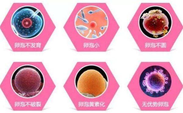 卵子质量好的表现(精子入卵的三个反应）