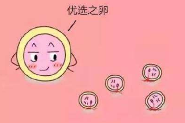 卵泡在哪边易生男孩(卵泡发育不好是不是就怀不了孕）