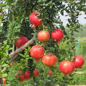 医生说检查结果正常，可为啥还是怀不上？(引产后备孕半年怀不上怎么办）