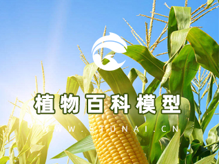 植物类垂直模型-17万数据-训练60万步-LOSS1.5