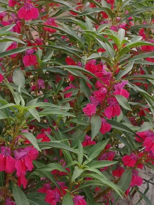 可以染指甲的花是什么