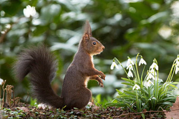 吃松鼠肉有什么好处